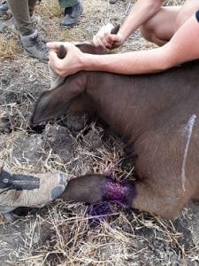 Buffalo calf snare wound
