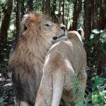 Lions cuddle