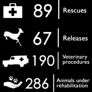 Wildlife Centre 2017 in numbers
