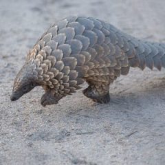 PANGOLIN RESCUED, TRAFFICKERS ARRESTED