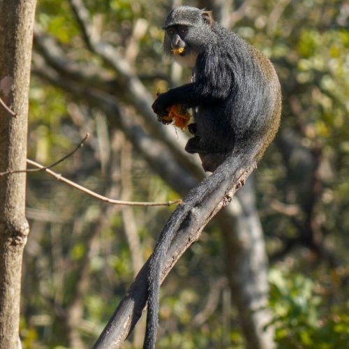 Blue monkey Frank eating fruit in tree Summer 2019_LWC_sanctuary
