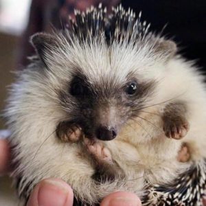 Nugget hedgehog - injured by wild dogs - released early 2020