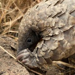 ON THE HUNT FOR A BABY PANGOLIN’S FAVOURITE MEAL