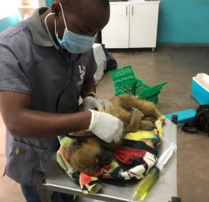 Pretzel_ex pet_baboon_healthcheck with vet Dr Laston_wildlife_LWC
