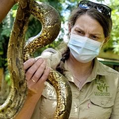 RELEASING HUGE PYTHONS BACK INTO THE WILD