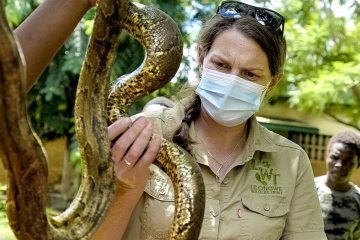 RELEASING HUGE PYTHONS BACK INTO THE WILD