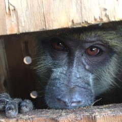 TWO BABOONS RESCUED IN SENGA BAY