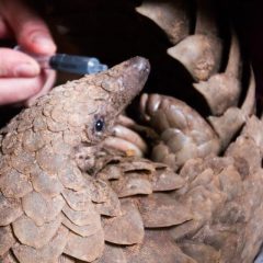ANOTHER PANGOLIN RESCUED AND RELEASED