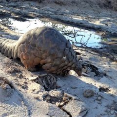 HIGHLIGHTING THE PLIGHT OF THE PANGOLIN